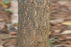 Sesbania grandiflora